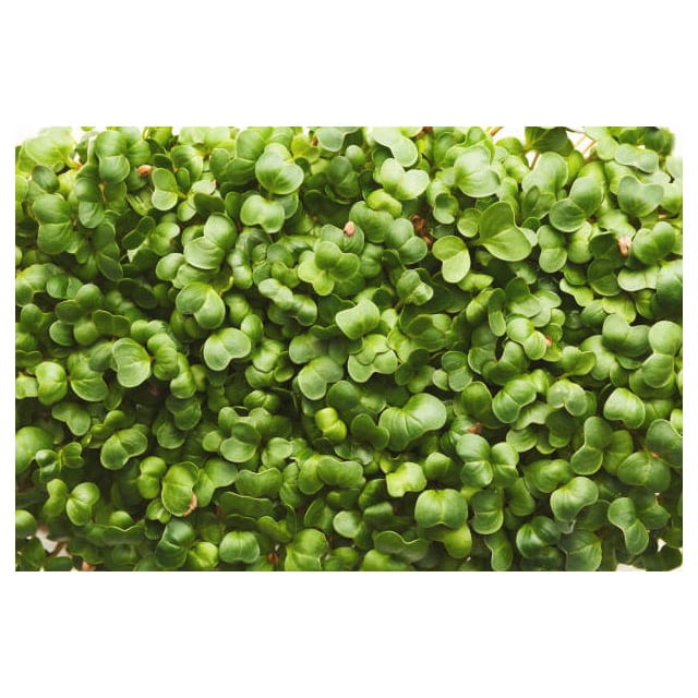Micro cress rocket