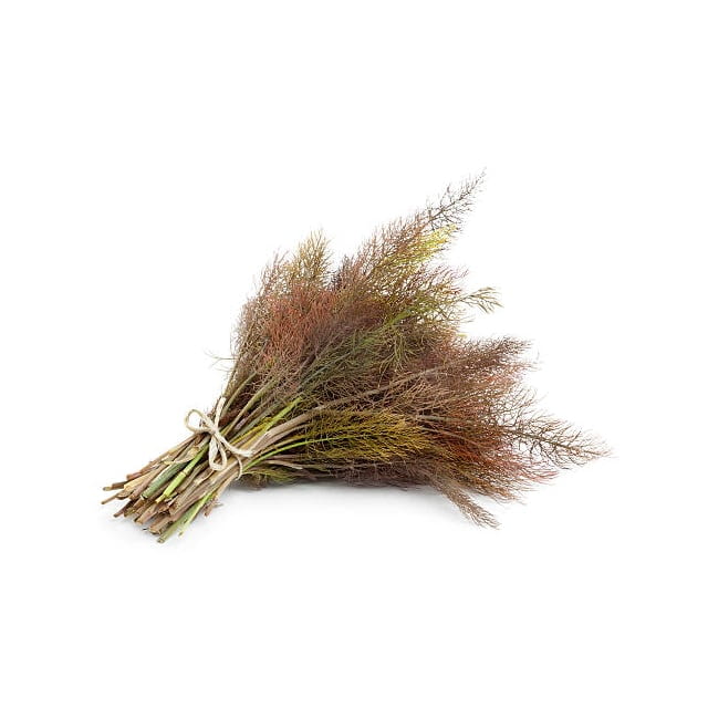 Micro cress bronze fennel