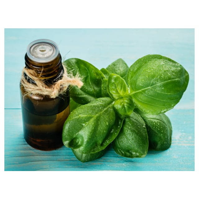 Basil herb oil nurtured in norfolk