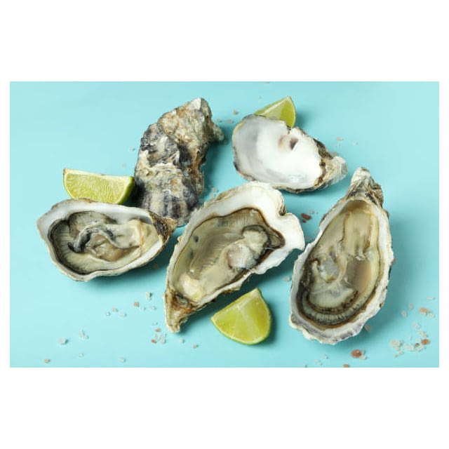 Wild large blue point oyster