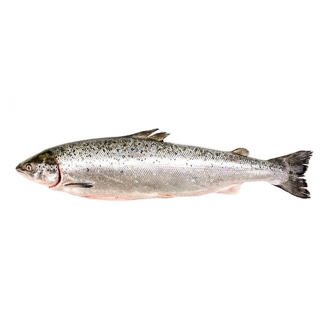 Whole gutted salmon