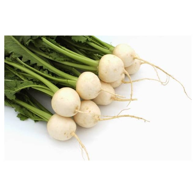 Baby turnip white