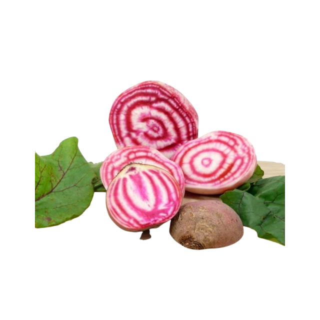 Betterave chioggia