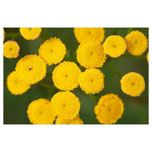 Edible buzz buttons