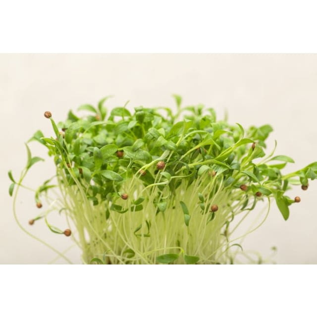 Ghoa cress (coriandre-agrume)