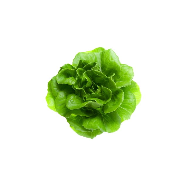 Hydroponic boston lettuce