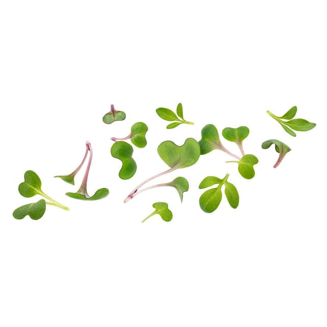 Micro cress broccoli