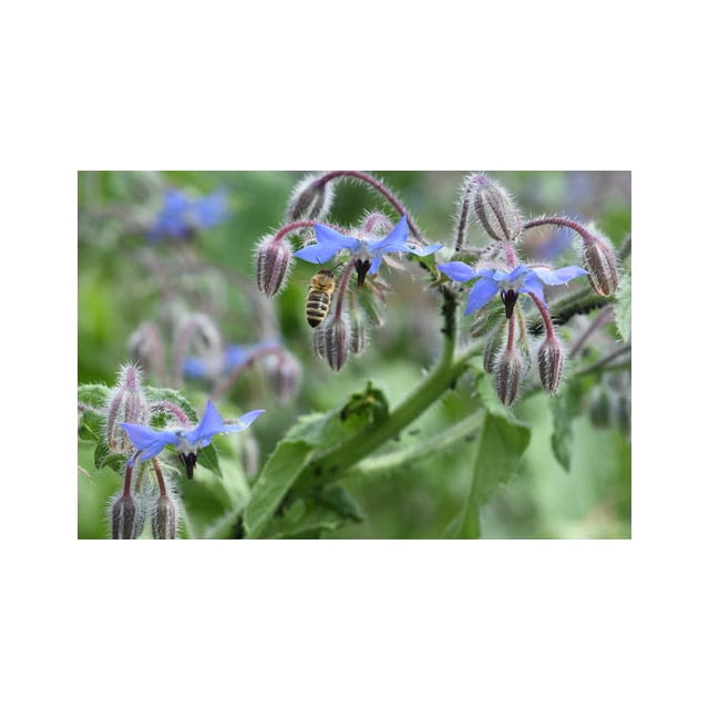 Borage flowers