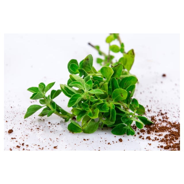 Micro mint cress