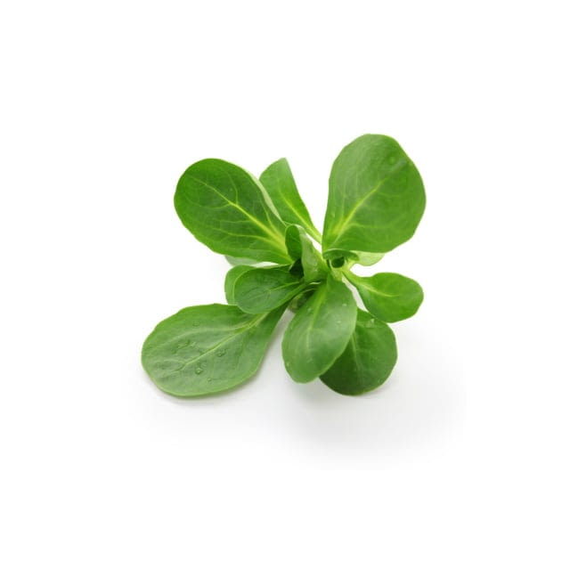 Mache lettuce