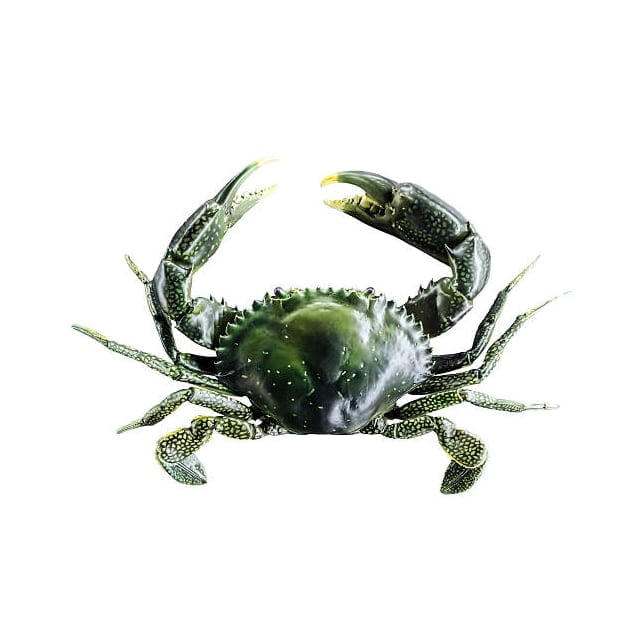 Crabe vert vivant