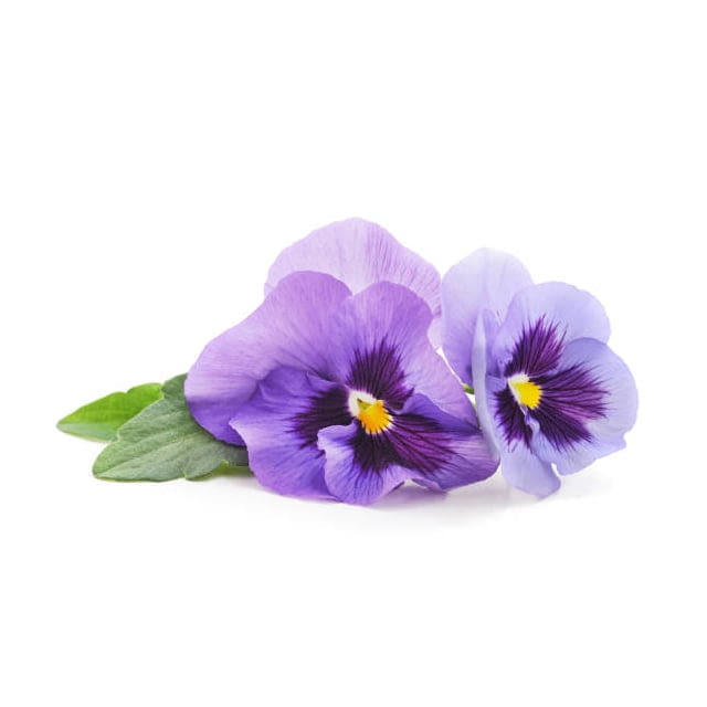 Viola flowers