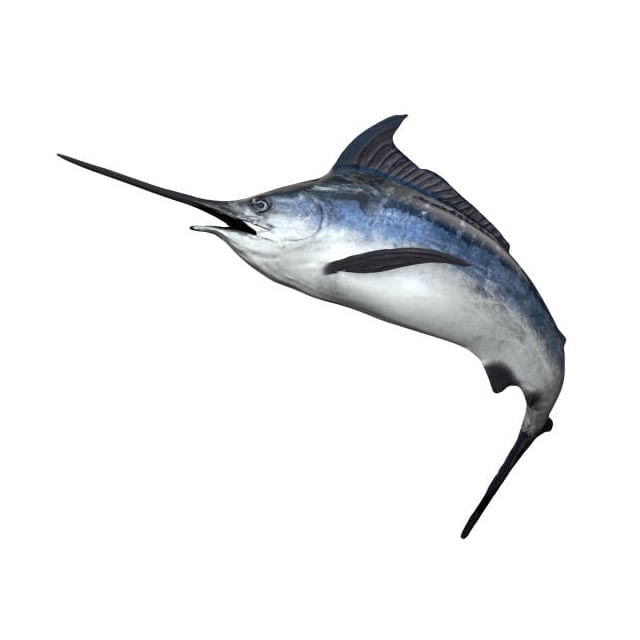 Swordfish wheel CAL Large