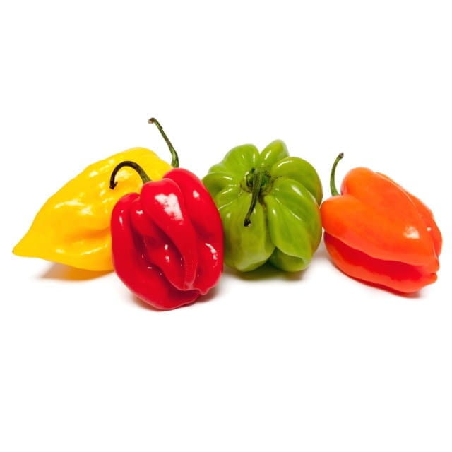 Scotch bonnets chillies