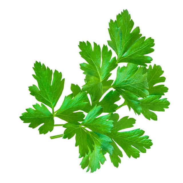 Parsley plain flat leaf