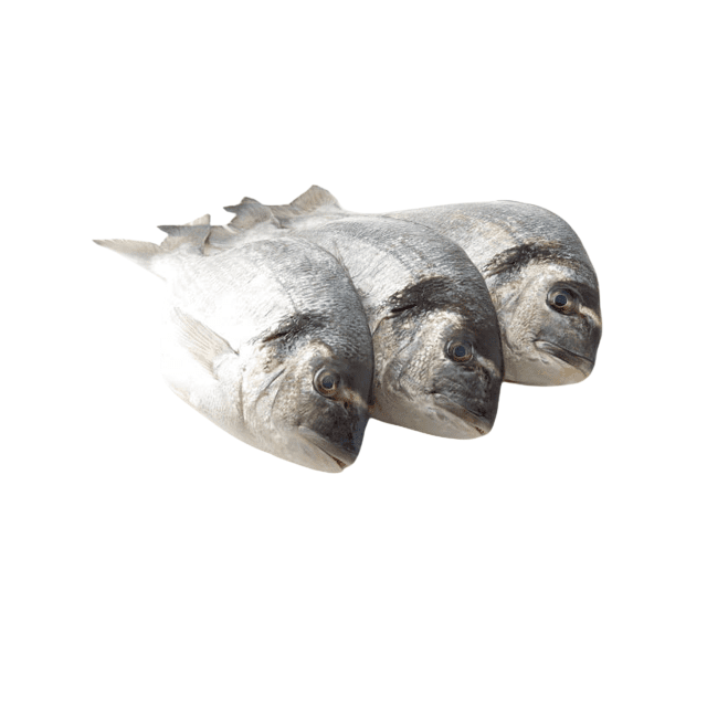 Daurade royale d'élevage vidée et grattée