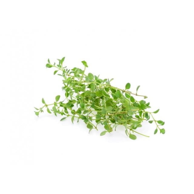 Lemon thyme