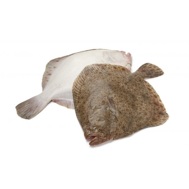 Turbot élevage 1/1.5Kg