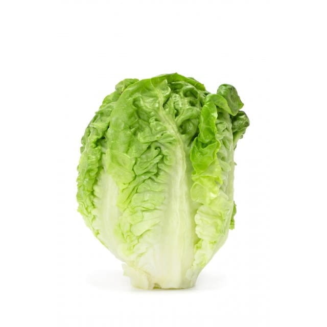 Cos lettuce