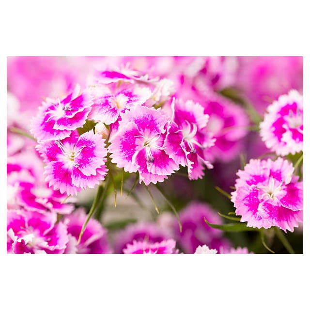 Flower dianthus