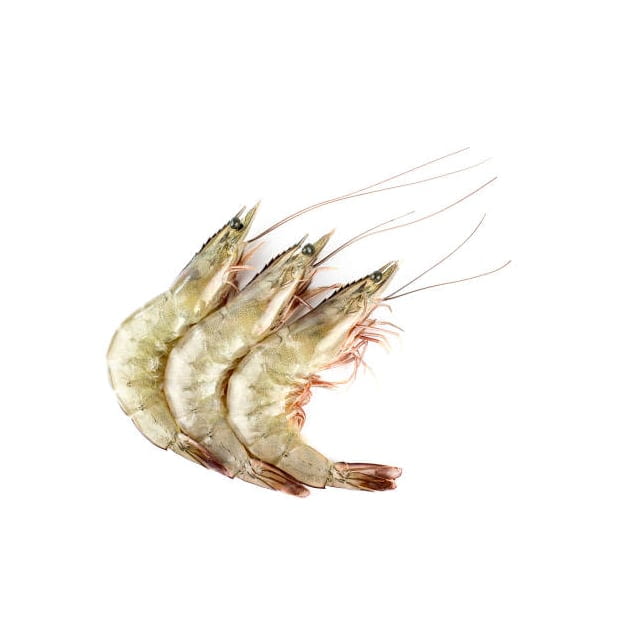 Wild rock shrimp