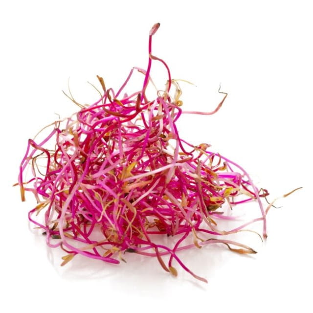 Germe de betterave — cours et prix