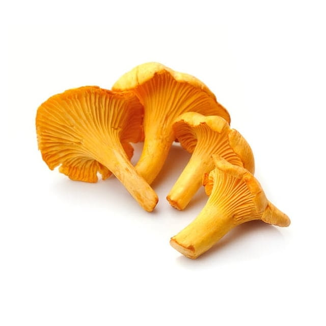 Chanterelle mushroom
