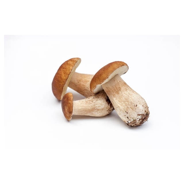 Porcini mushroom