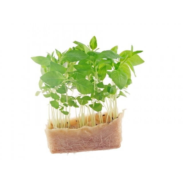 Micro lemon balm cress