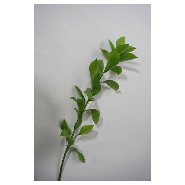 Ruscus leaves