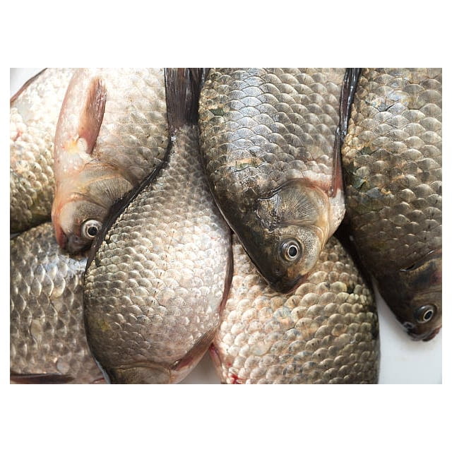 Whole tilapia farmed
