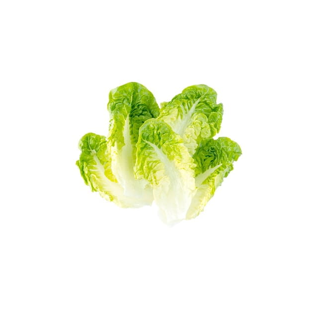 Green leaf lettuce