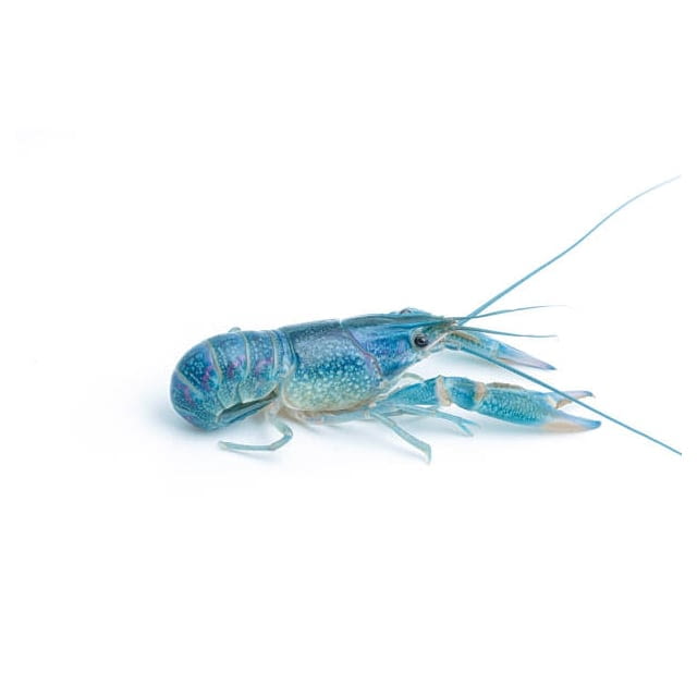 Homard Bleu