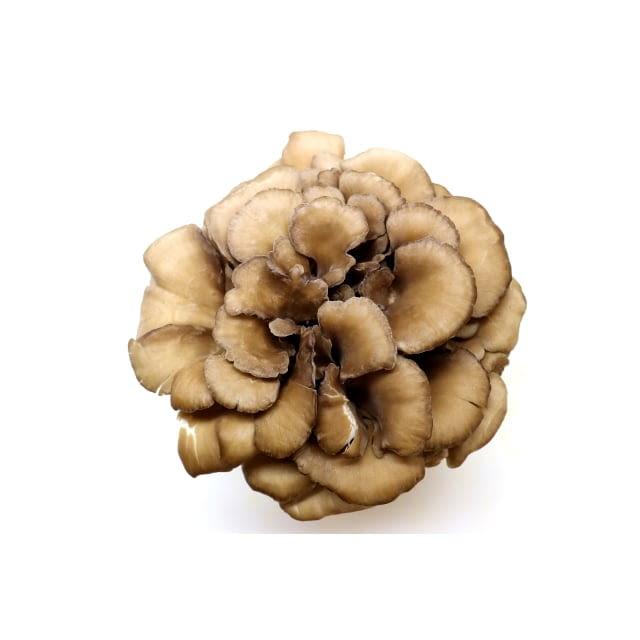 Maitake /hen of the wood mushroom
