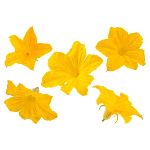 Edible cucumber flowers