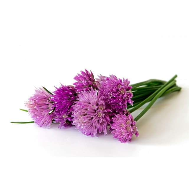 Edible purple chive flowers