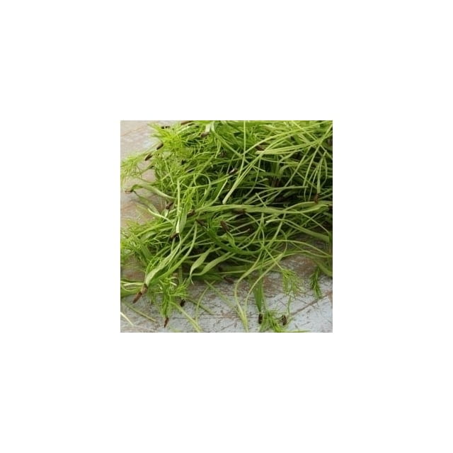 Micro fennel