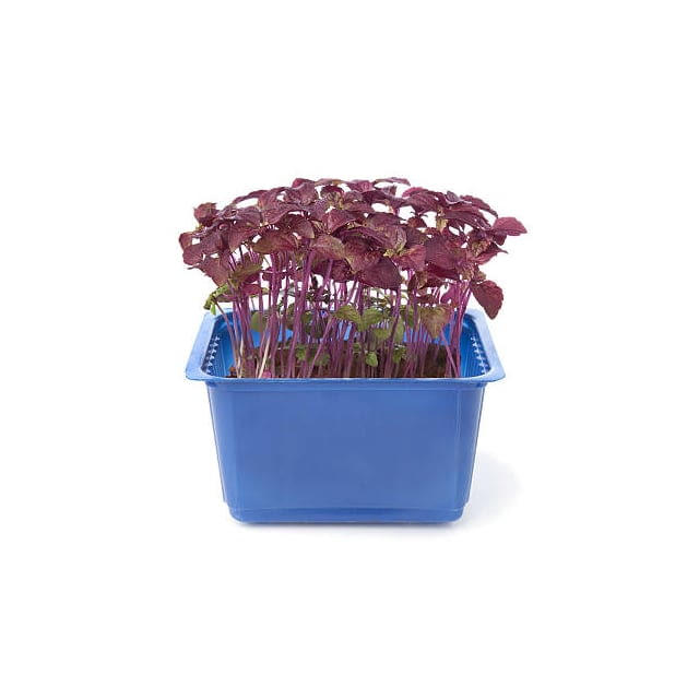 Micro cress purple shiso