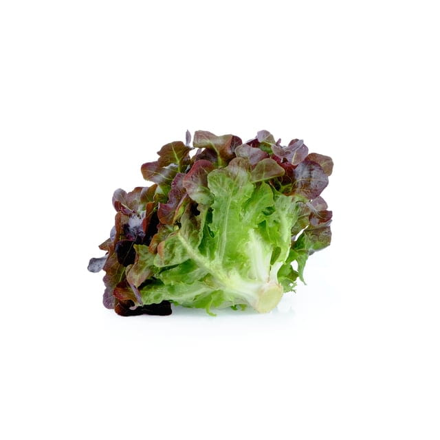 Baby red oak lettuce