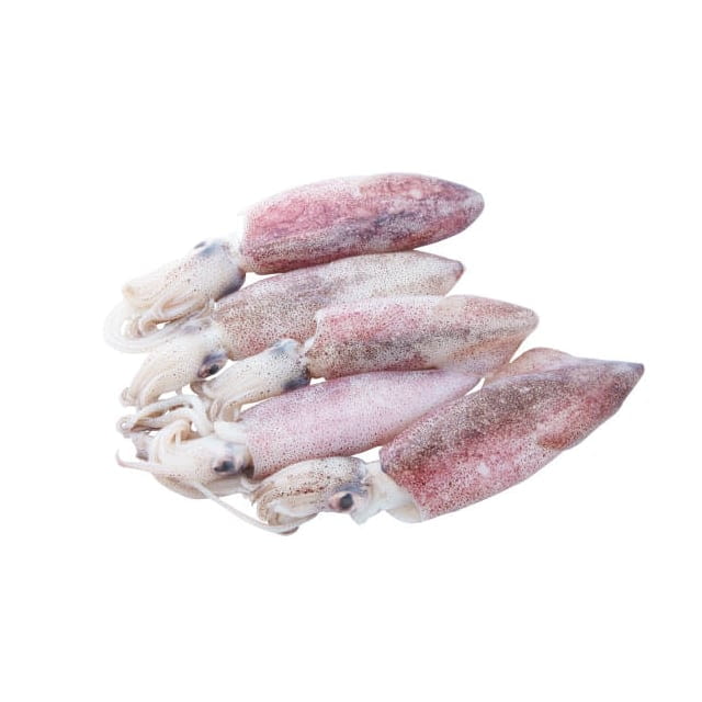 Frozen wild squid U5 IQF