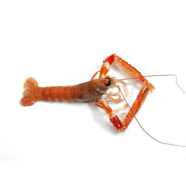 Langoustine  16/20