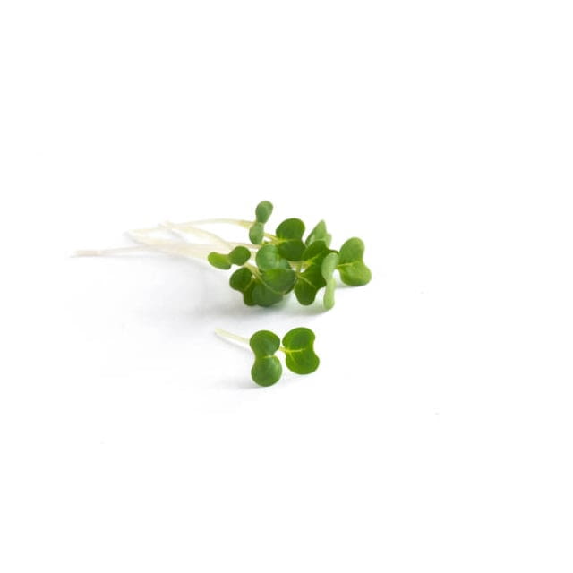 Baby landcress