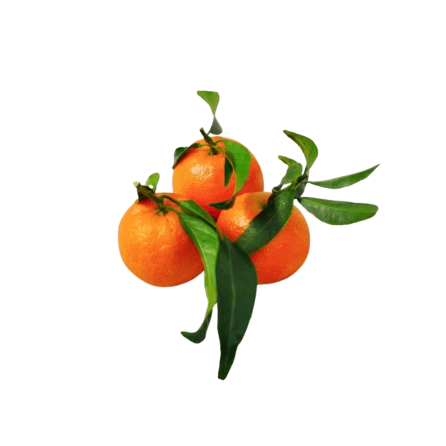 Clémentine de Corse