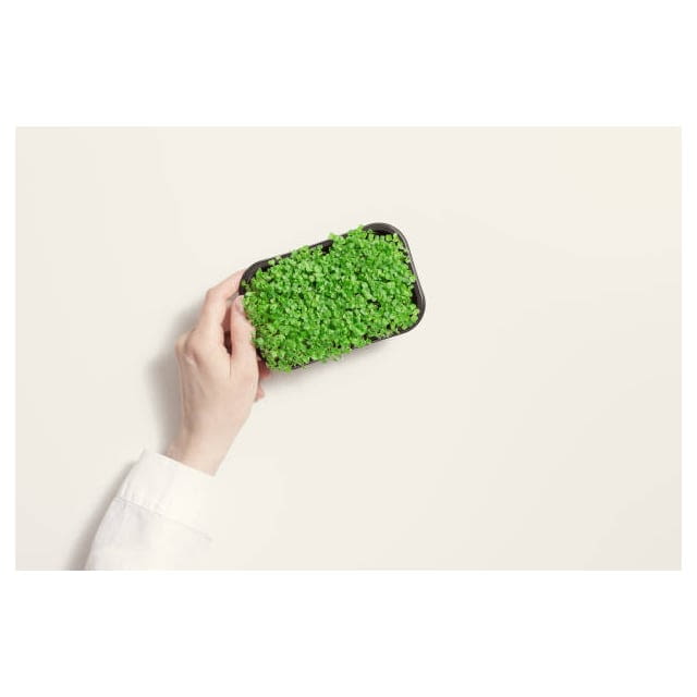 Baby watercress