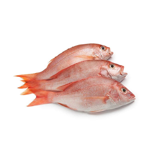 Wild red snapper All sizes