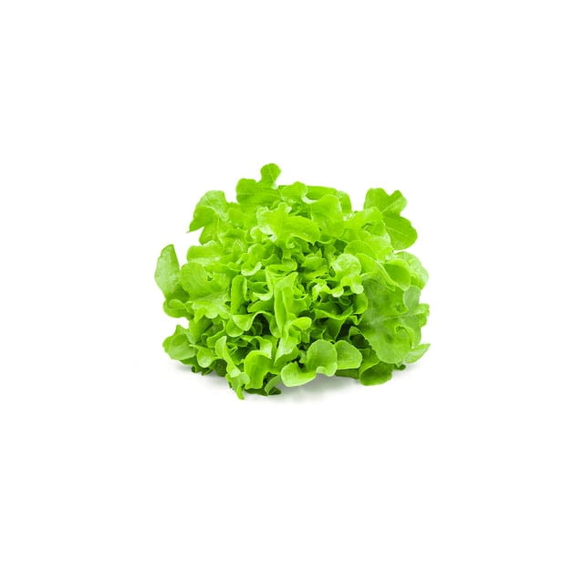 Baby green oak lettuce