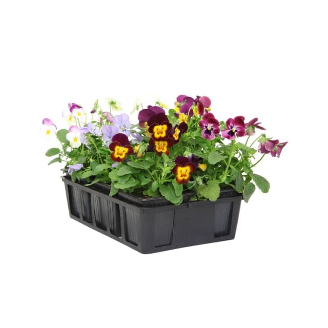 Fleur de pensée viola