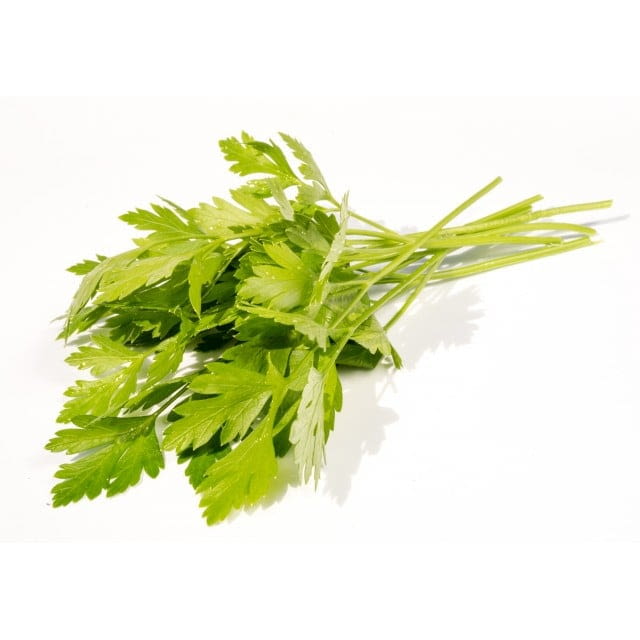 Flat leaf Italian continental parsley