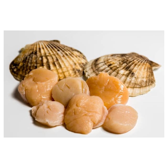 Wild imported bay scallops fresh