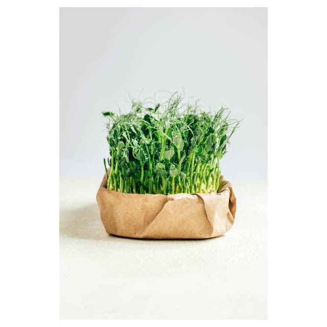 Micro cress pea shoots
